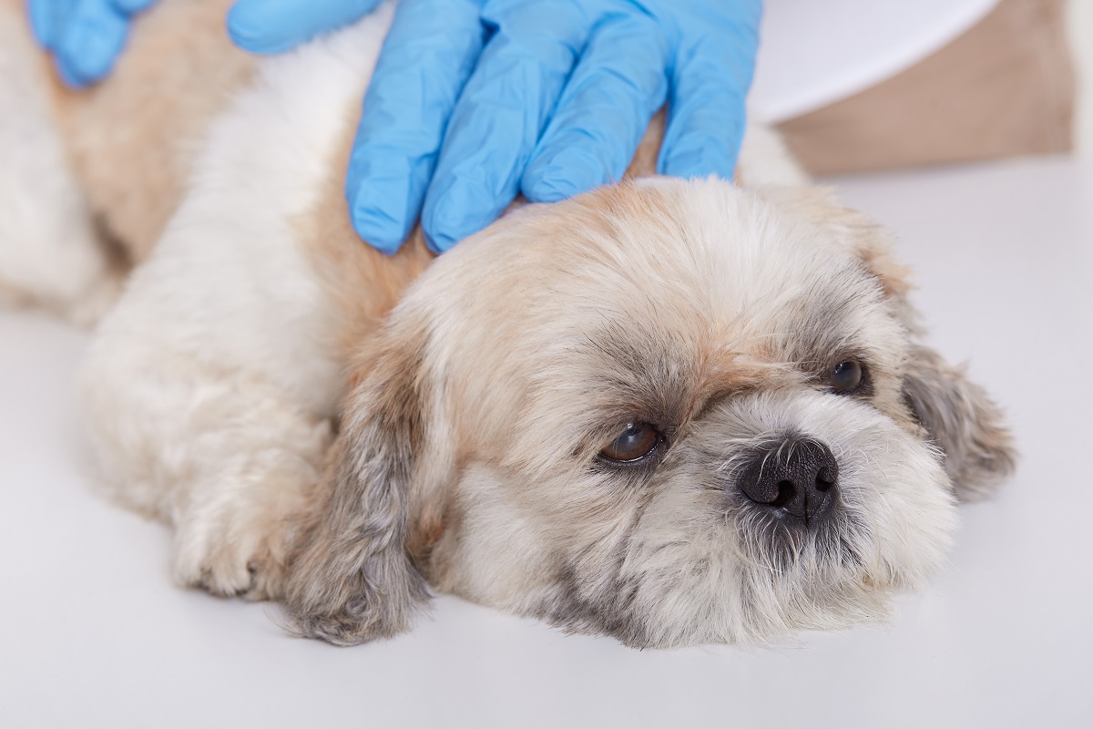 Cachorro em laboratório veterinário fazendo avaliação sobre doença do carrapato