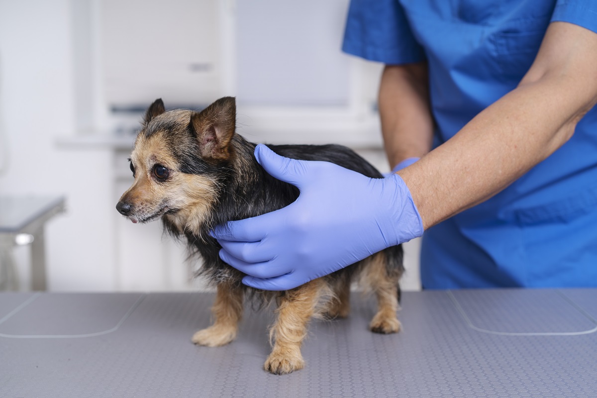 Cachorro passando por avaliação com médico veterinário sobre doença do carrapato