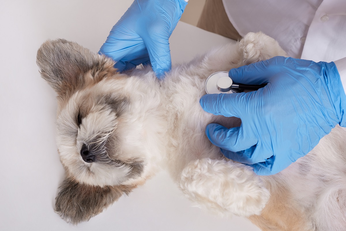 Doença do carrapato em cães: como reconhecer sinais e confirmar o diagnóstico?